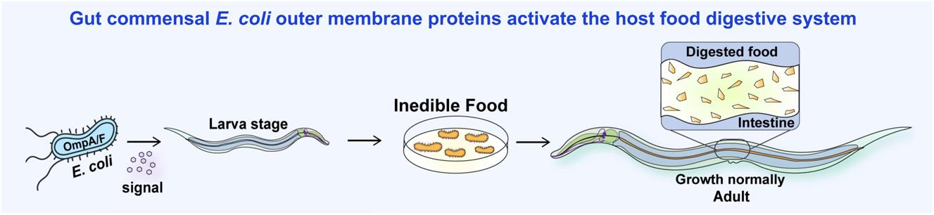 Cell Host & Microbe|祁斌实验室揭示细菌激活动物食物消化的机制